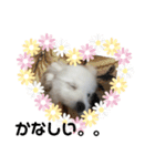 ミックス犬のジロー君（個別スタンプ：13）