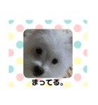 ミックス犬のジロー君（個別スタンプ：14）