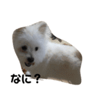 ミックス犬のジロー君（個別スタンプ：15）