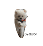 ミックス犬のジロー君（個別スタンプ：16）