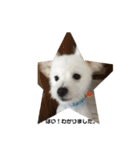ミックス犬のジロー君（個別スタンプ：17）