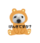 ミックス犬のジロー君（個別スタンプ：19）