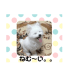 ミックス犬のジロー君（個別スタンプ：20）