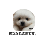 ミックス犬のジロー君（個別スタンプ：21）