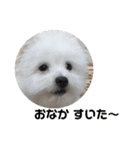 ミックス犬のジロー君（個別スタンプ：23）