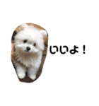 ミックス犬のジロー君（個別スタンプ：24）