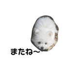 ミックス犬のジロー君（個別スタンプ：25）