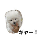 ミックス犬のジロー君（個別スタンプ：26）