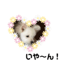 ミックス犬のジロー君（個別スタンプ：31）