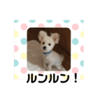ミックス犬のジロー君（個別スタンプ：32）