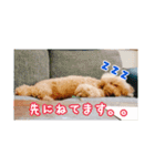 うちの犬ぽこ（個別スタンプ：1）