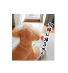 うちの犬ぽこ（個別スタンプ：2）