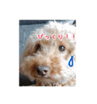 うちの犬ぽこ（個別スタンプ：3）