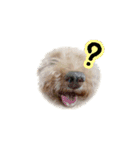 うちの犬ぽこ（個別スタンプ：4）