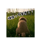 うちの犬ぽこ（個別スタンプ：5）
