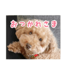 うちの犬ぽこ（個別スタンプ：6）