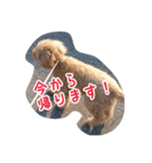 うちの犬ぽこ（個別スタンプ：7）