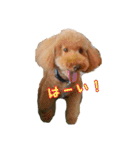 うちの犬ぽこ（個別スタンプ：9）