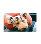 うちの犬ぽこ（個別スタンプ：10）