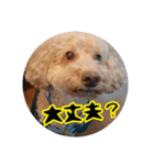 うちの犬ぽこ（個別スタンプ：11）