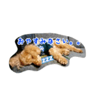 うちの犬ぽこ（個別スタンプ：12）
