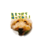 うちの犬ぽこ（個別スタンプ：13）