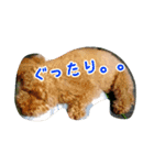 うちの犬ぽこ（個別スタンプ：14）