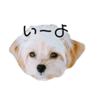 ポピーちゃんのスタンプ〜チワプー子犬〜（個別スタンプ：1）