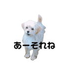ポピーちゃんのスタンプ〜チワプー子犬〜（個別スタンプ：2）