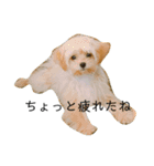ポピーちゃんのスタンプ〜チワプー子犬〜（個別スタンプ：3）