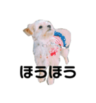 ポピーちゃんのスタンプ〜チワプー子犬〜（個別スタンプ：9）