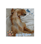 サンゴ＆イチゴ（個別スタンプ：3）