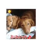 サンゴ＆イチゴ（個別スタンプ：6）