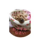 ダックスの呟き（個別スタンプ：1）
