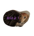 ダックスの呟き（個別スタンプ：6）