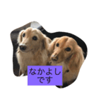 ダックスの呟き（個別スタンプ：7）