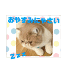 はなペチャ猫のガブリエル 3（個別スタンプ：27）