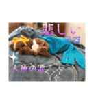 ウチの子スタンプMOPUN＆LOVEと時々…大福②（個別スタンプ：8）