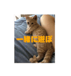 猫次郎のつぶやき①（個別スタンプ：11）