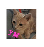 猫次郎のつぶやき①（個別スタンプ：13）