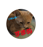 猫次郎のつぶやき①（個別スタンプ：15）