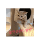 猫次郎のつぶやき①（個別スタンプ：28）