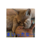 猫次郎のつぶやき①（個別スタンプ：29）