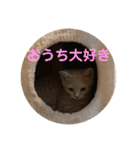 猫次郎のつぶやき①（個別スタンプ：31）