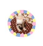 わんこinわんこ（個別スタンプ：4）