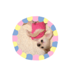 わんこinわんこ（個別スタンプ：6）