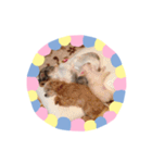 わんこinわんこ（個別スタンプ：8）