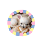 わんこinわんこ（個別スタンプ：9）