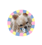 わんこinわんこ（個別スタンプ：23）