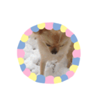 わんこinわんこ（個別スタンプ：24）